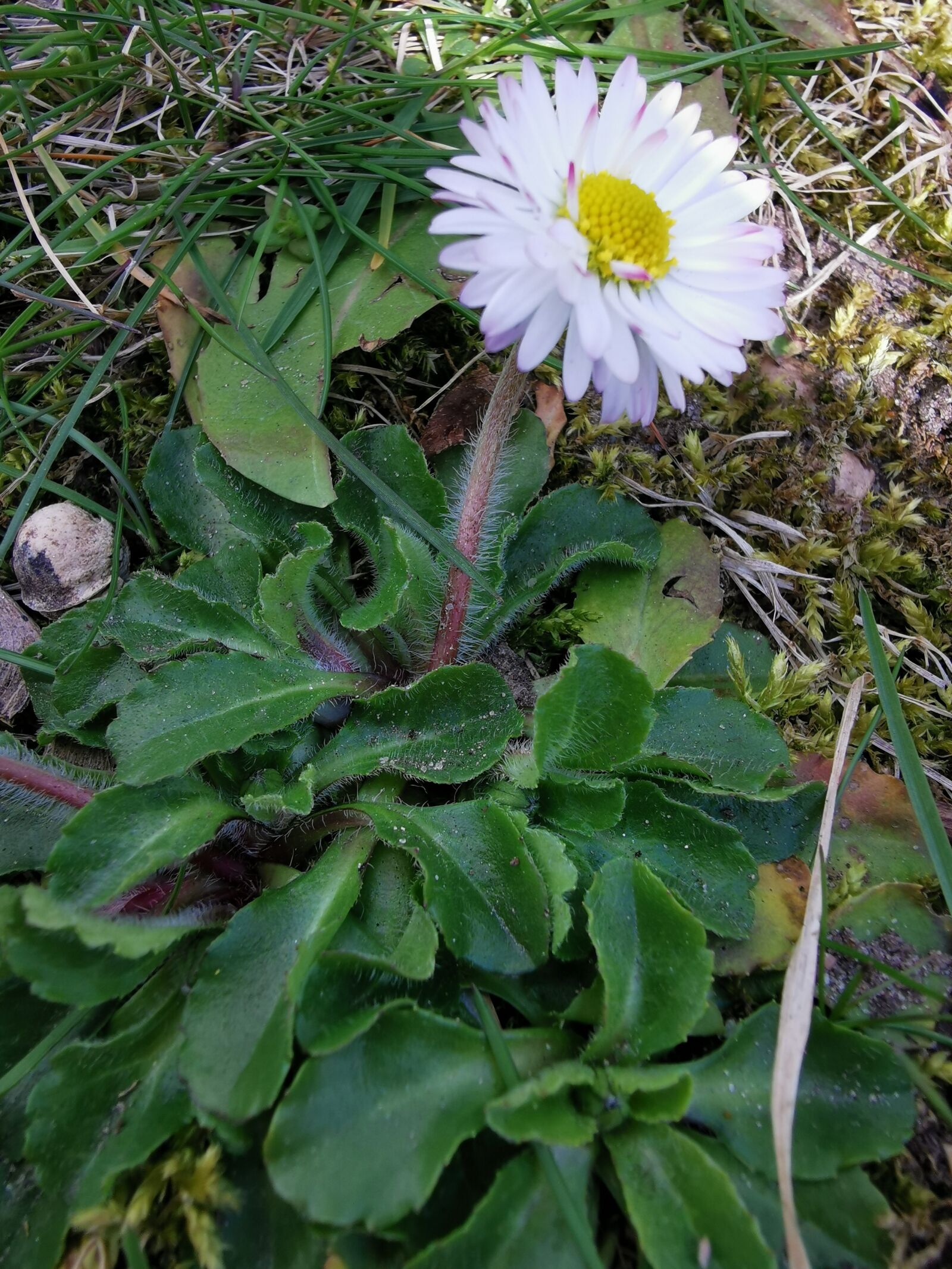HUAWEI P30 Pro sample photo. Daisy, spring, nature photography
