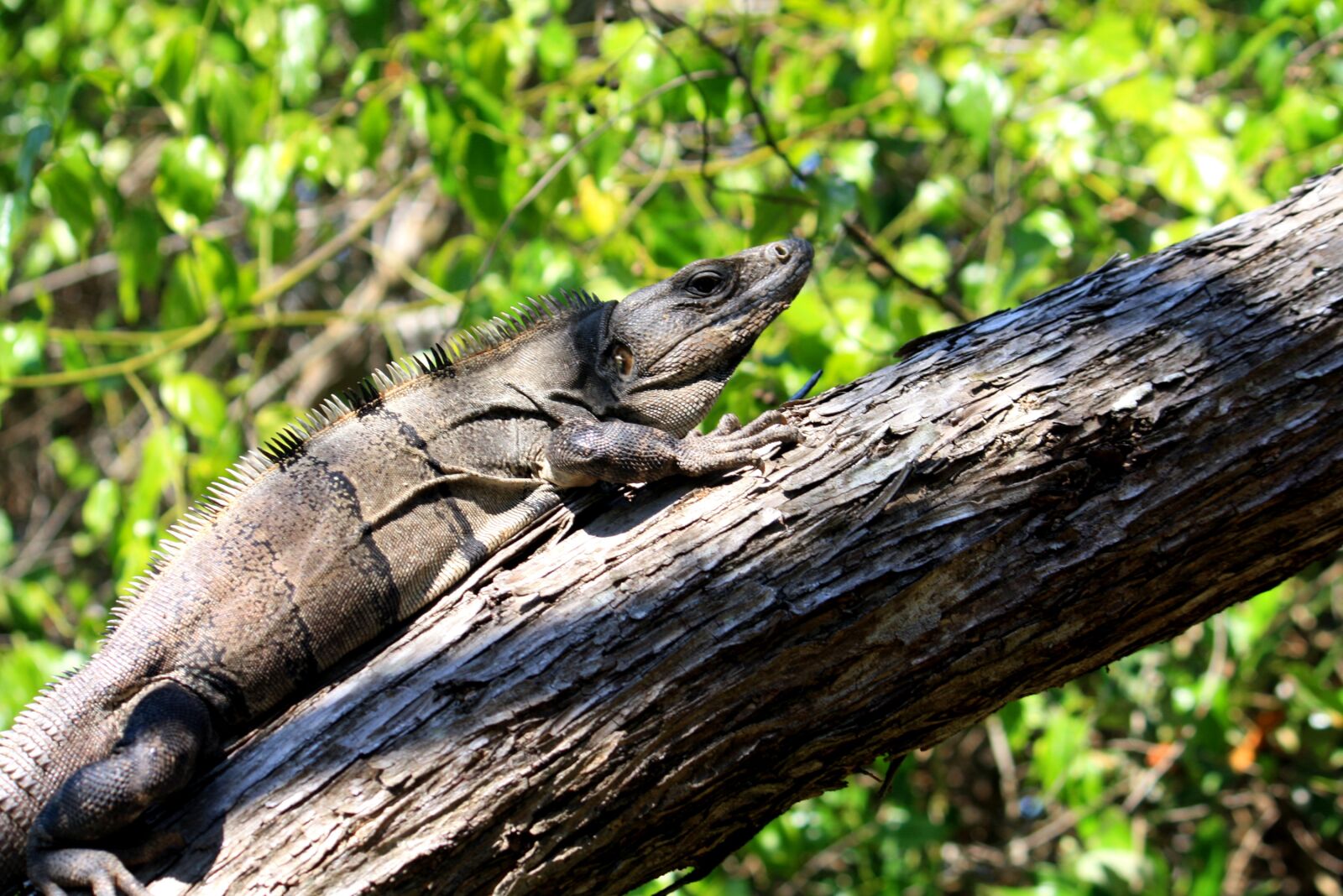 Canon EOS 1000D (EOS Digital Rebel XS / EOS Kiss F) sample photo. Iguana, holbox island, quintana photography