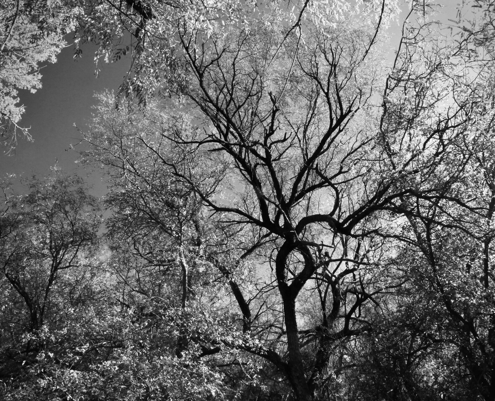Canon EOS 500D (EOS Rebel T1i / EOS Kiss X3) sample photo. Grayscale, photography, of, trees photography