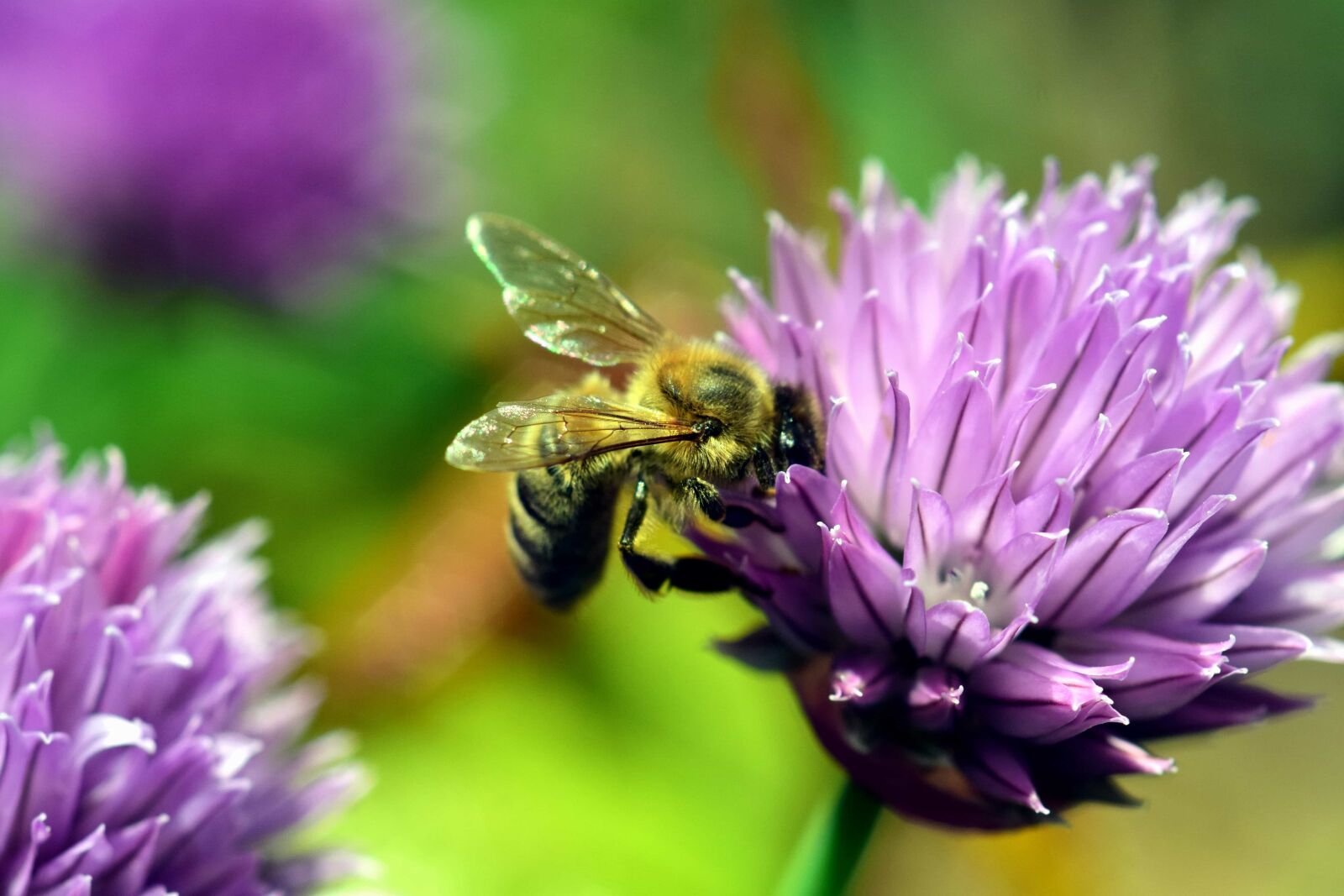 Nikon D3300 sample photo. Macro, animal, bee, summer photography