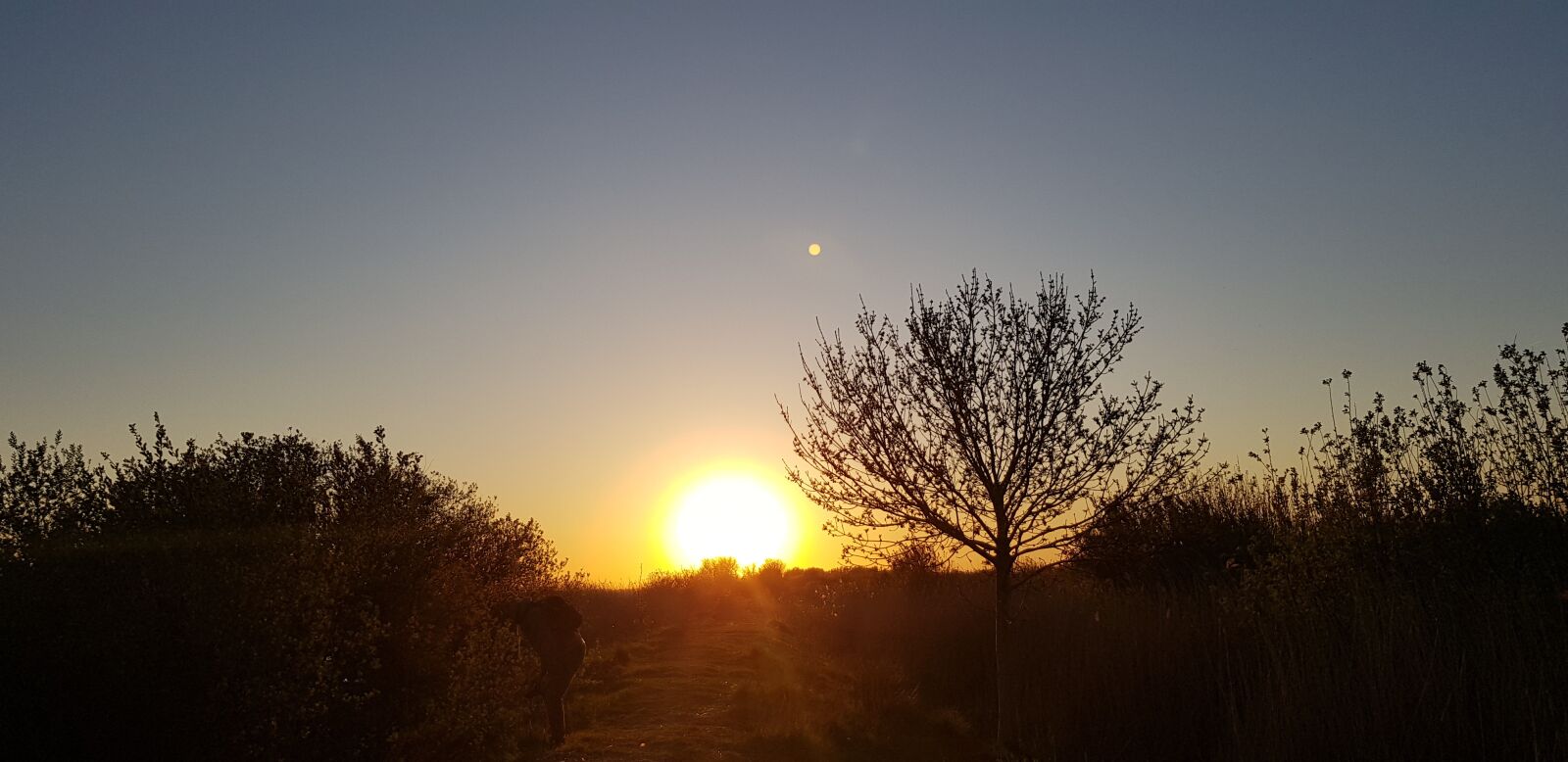 Samsung Galaxy S8 sample photo. Sunset, nature, swallow photography