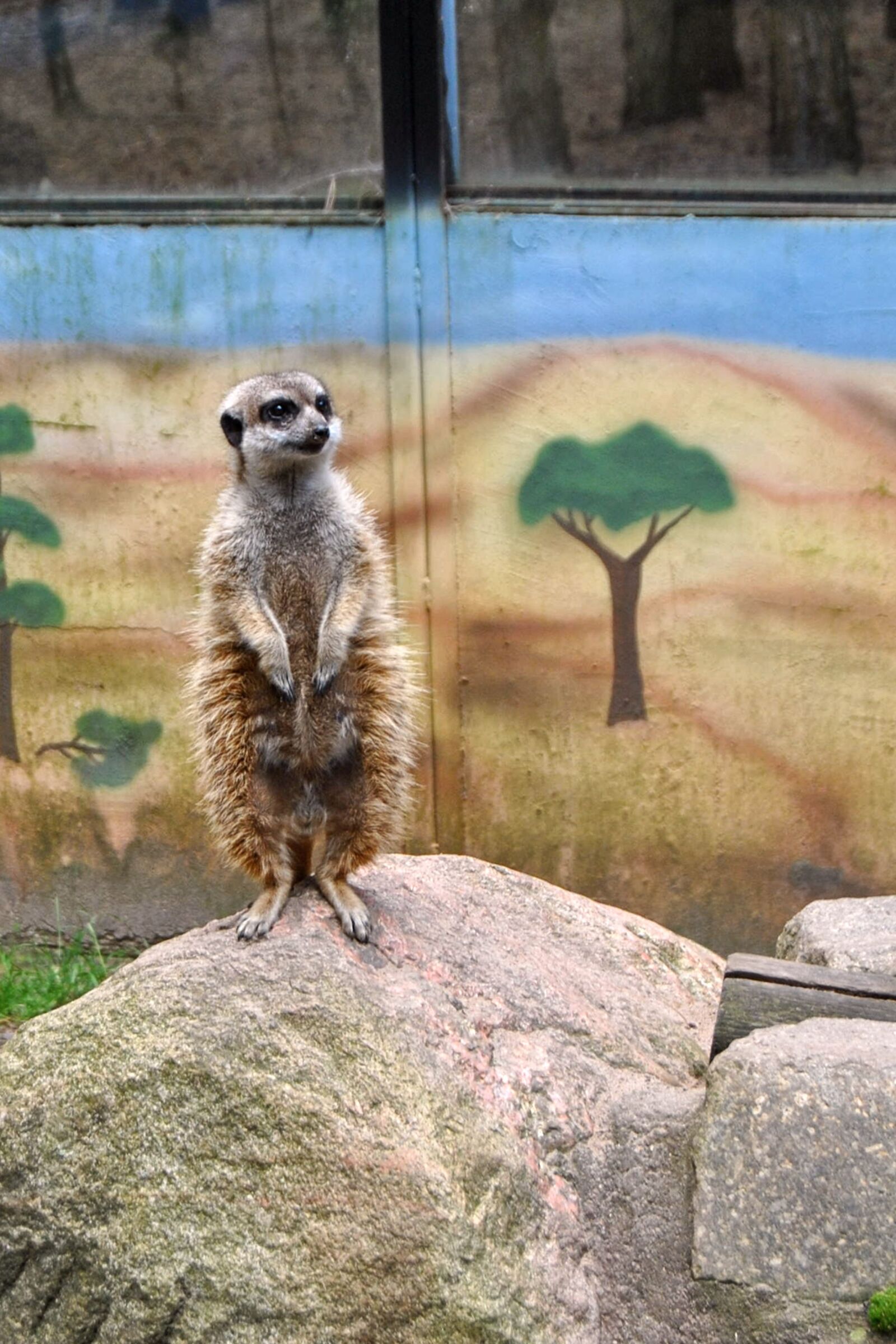 Nikon D3000 sample photo. Meerkat, animal, mammal photography