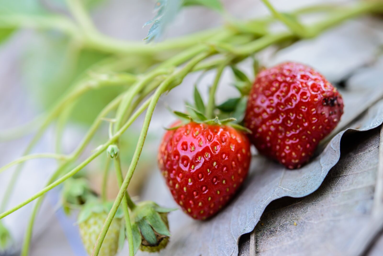 Nikon D610 sample photo. Strawberries, fresh, strawberry photography