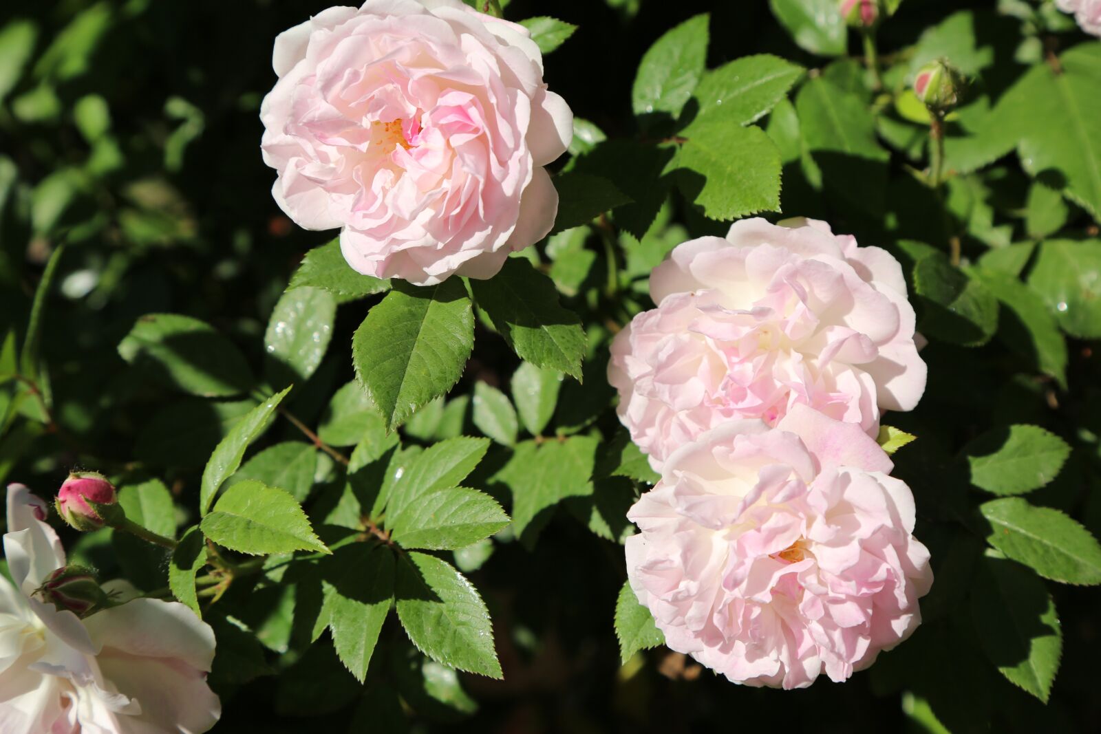 Canon EF 24-105mm F4L IS USM sample photo. Flower, plant, garden photography