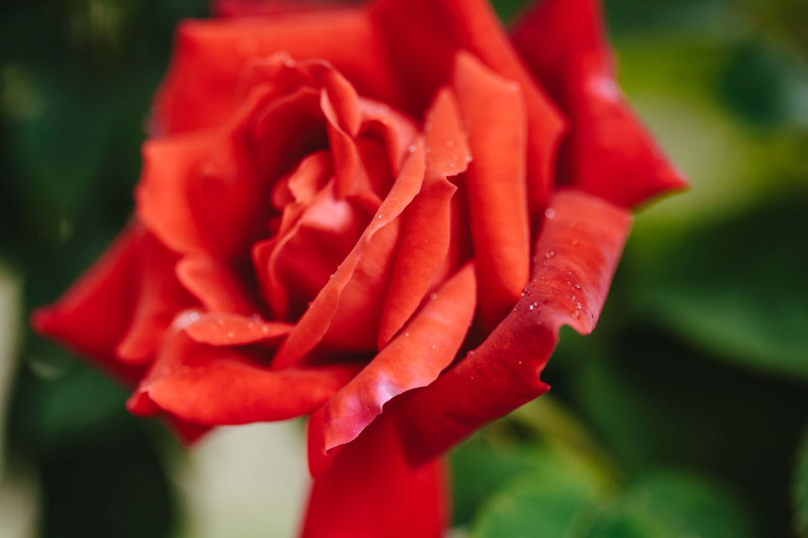 Canon EF 100mm F2.8 Macro USM sample photo. Petal, flower, plant, garden photography