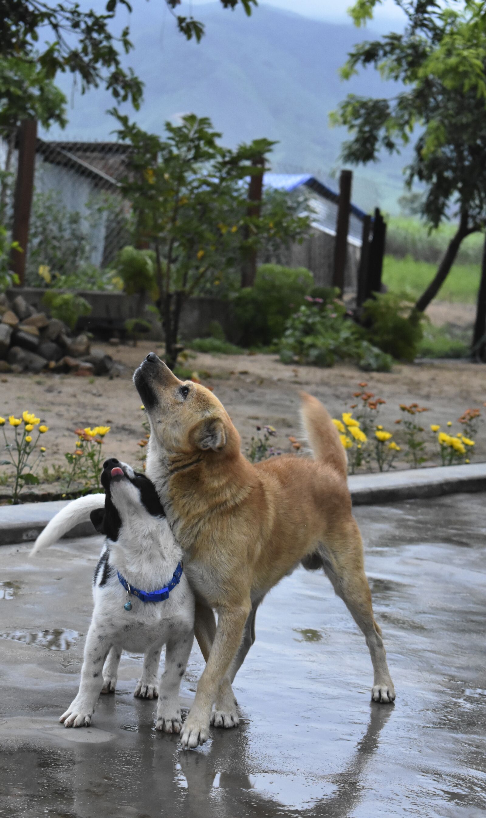 Nikon D3400 sample photo. Two dog, vietnam, brother photography