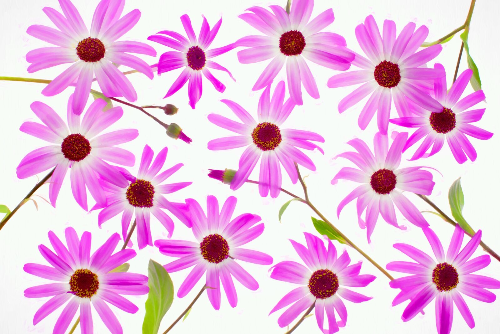 Canon EF 50mm F1.4 USM sample photo. Pink, purple, daisies photography