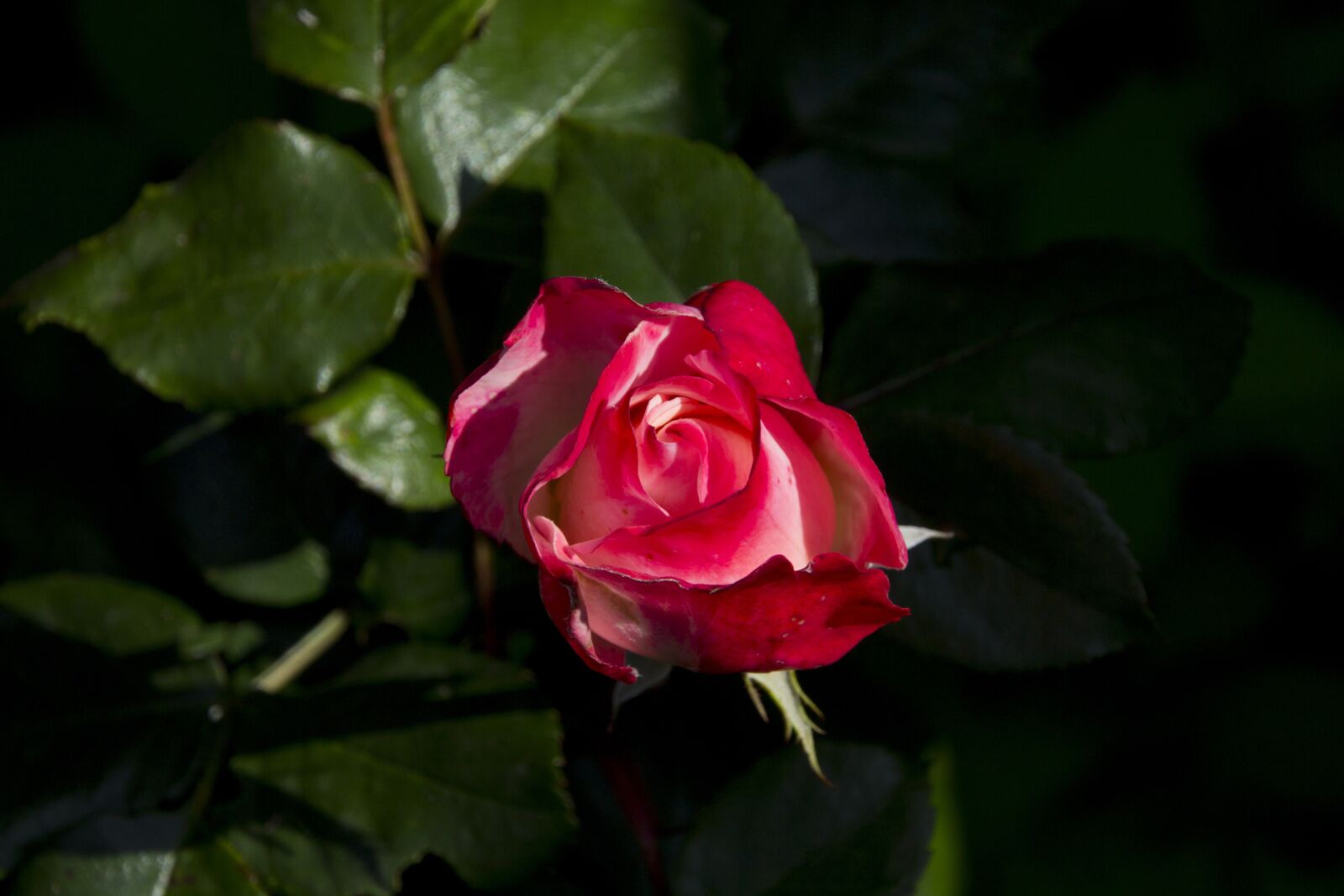 Canon EOS 60D sample photo. Rose, flower, nature photography