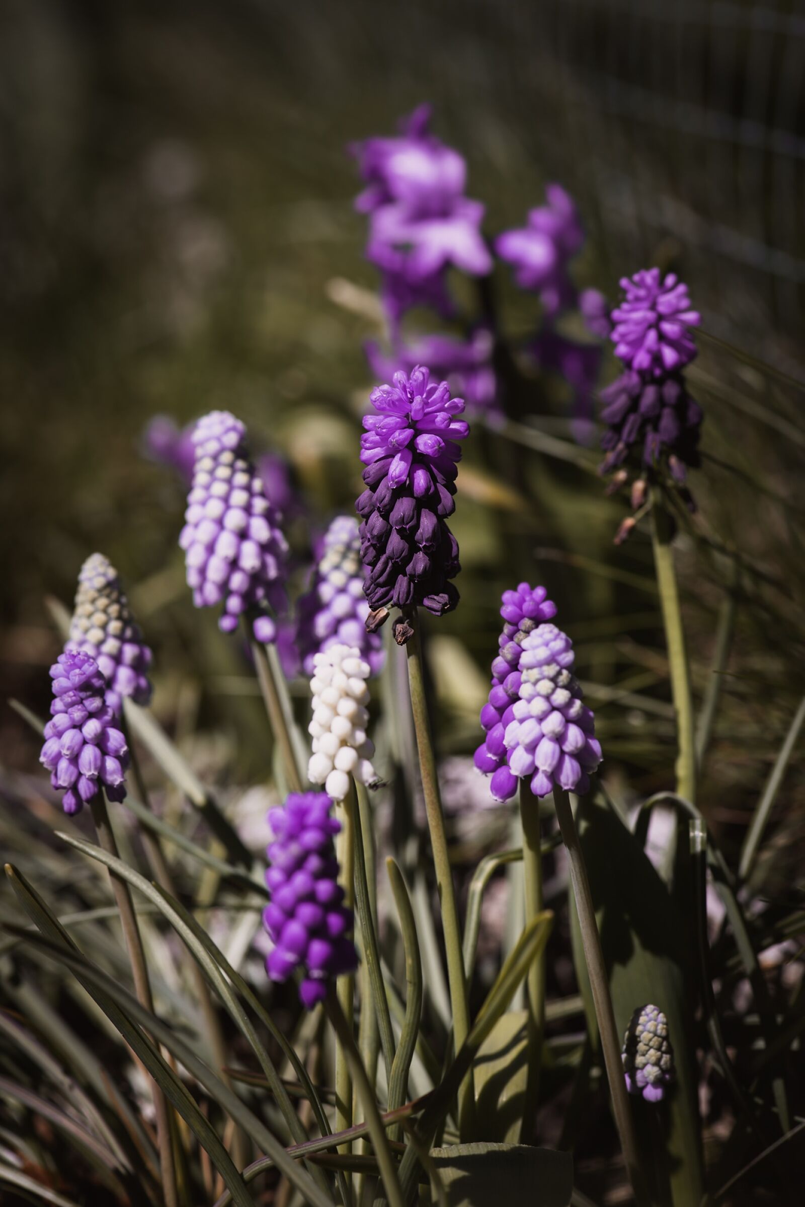 Nikon D750 sample photo. Hyacinth, grape-hyacinth, spring photography