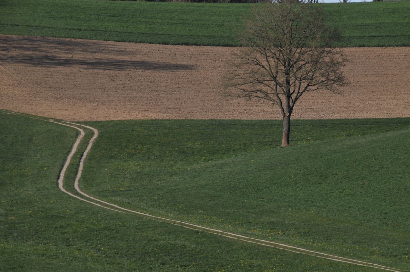Nikon D90 sample photo. Tree, away, meadow photography