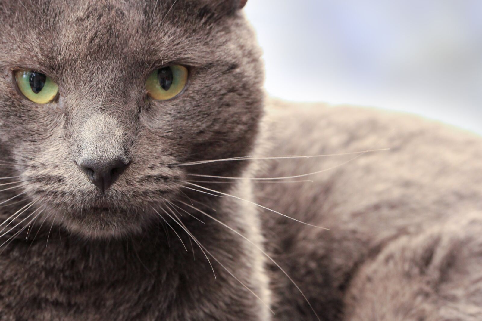 Canon EF 100mm F2.8L Macro IS USM sample photo. Cat, gray, pet photography