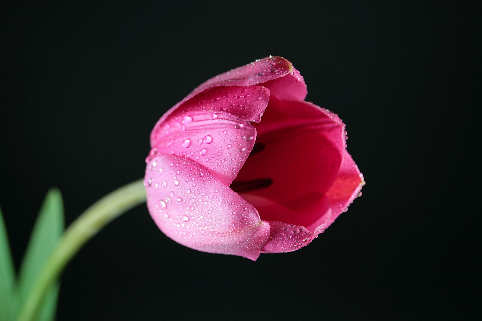 Canon EOS 400D (EOS Digital Rebel XTi / EOS Kiss Digital X) sample photo. Tulip, flower, petals photography