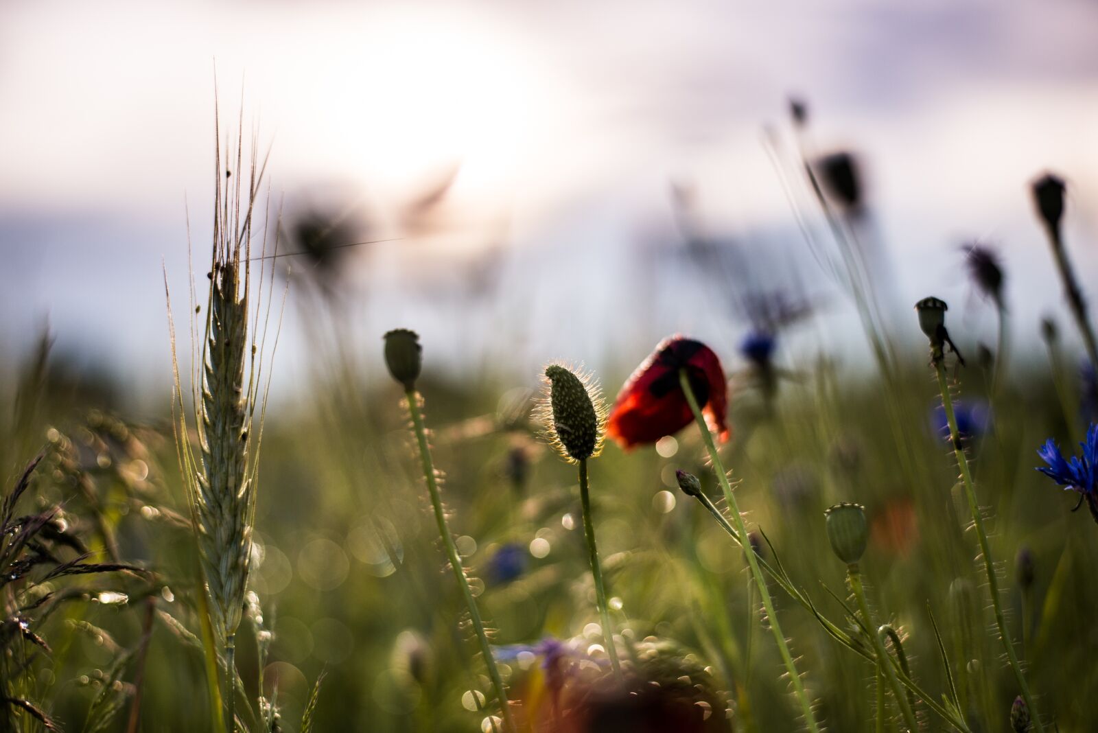 Nikon D610 sample photo. Dew, poppy, spring photography