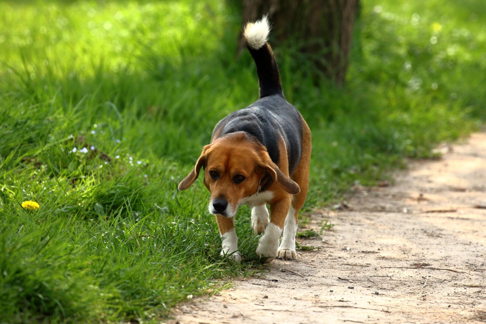 Canon EOS 7D Mark II sample photo. Dog, strollers, animal photography