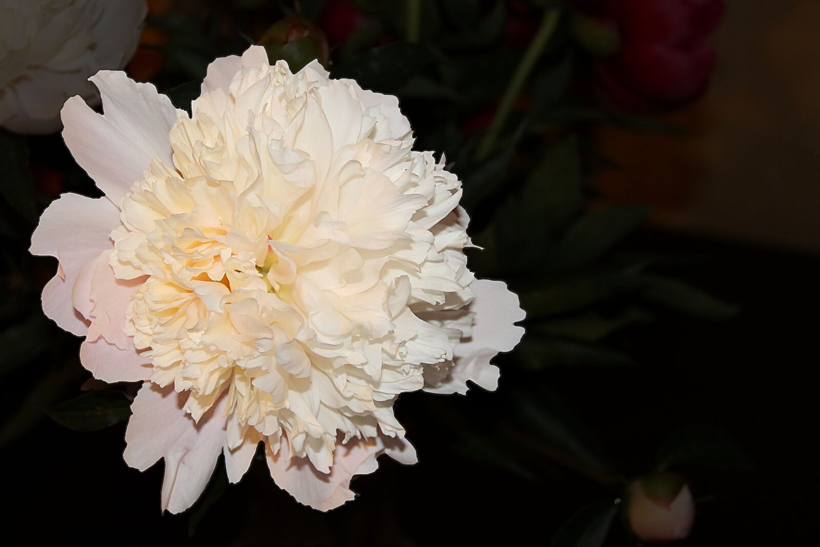 Canon EOS 1100D (EOS Rebel T3 / EOS Kiss X50) sample photo. Peony, white, blossom photography