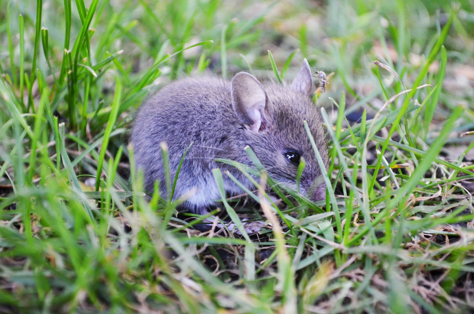 Nikon D5100 sample photo. Cute, grey mouse, mosquito photography