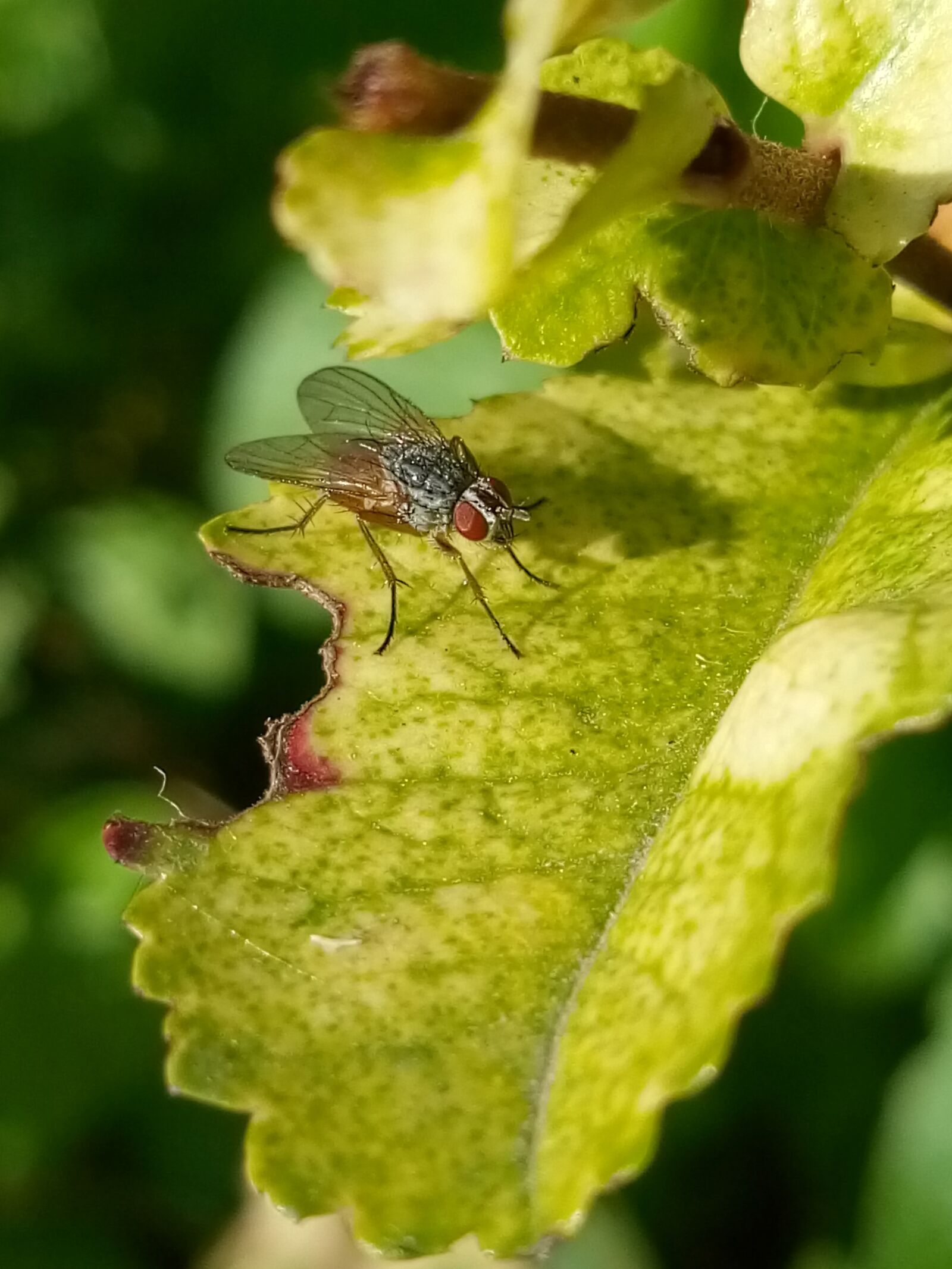 Meizu M6 sample photo. Nature, fly, insect photography