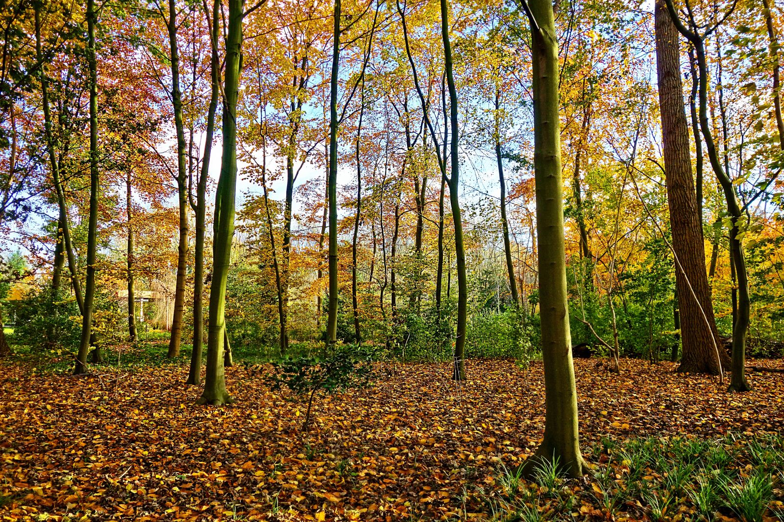 Sony Cyber-shot DSC-RX100 sample photo. Trees, forest, autumn trees photography