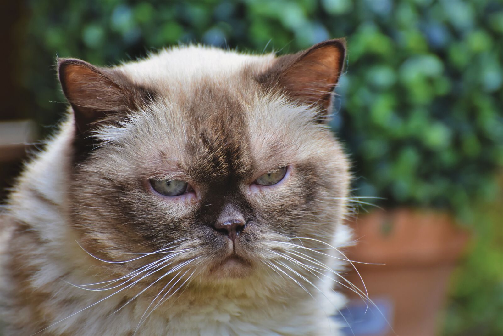Nikon D7200 sample photo. Cat, breed cat, british photography