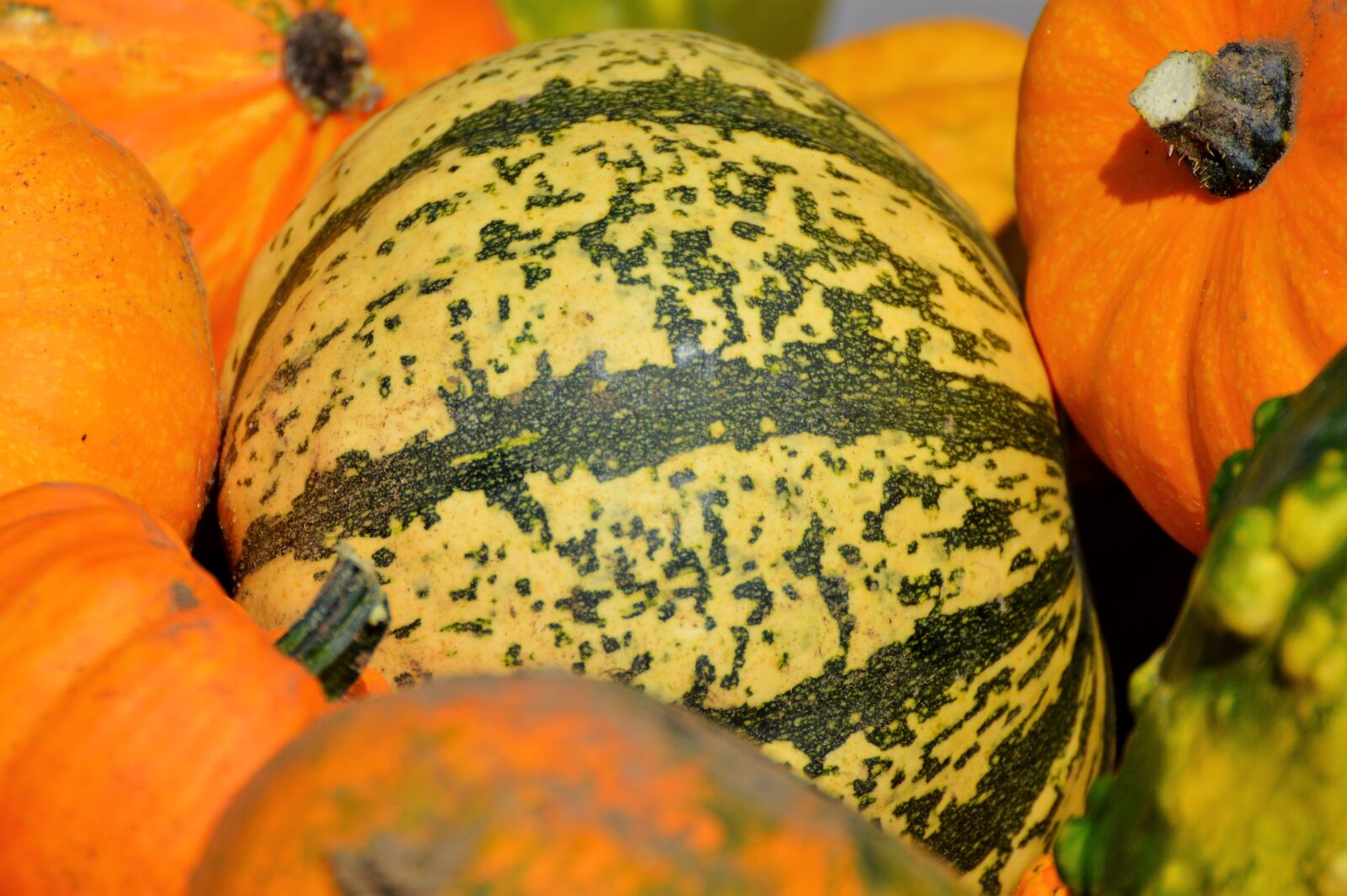 Nikon D3200 sample photo. Pumpkin, fruit, orange photography