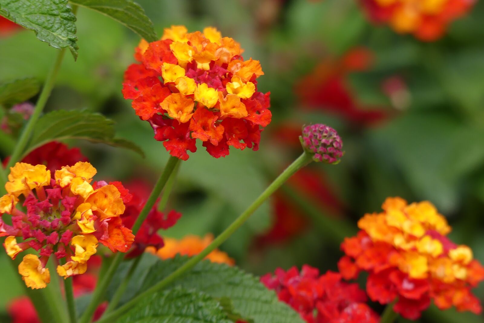 Panasonic Lumix DMC-FZ300 sample photo. Change rose, lantana, tropical photography