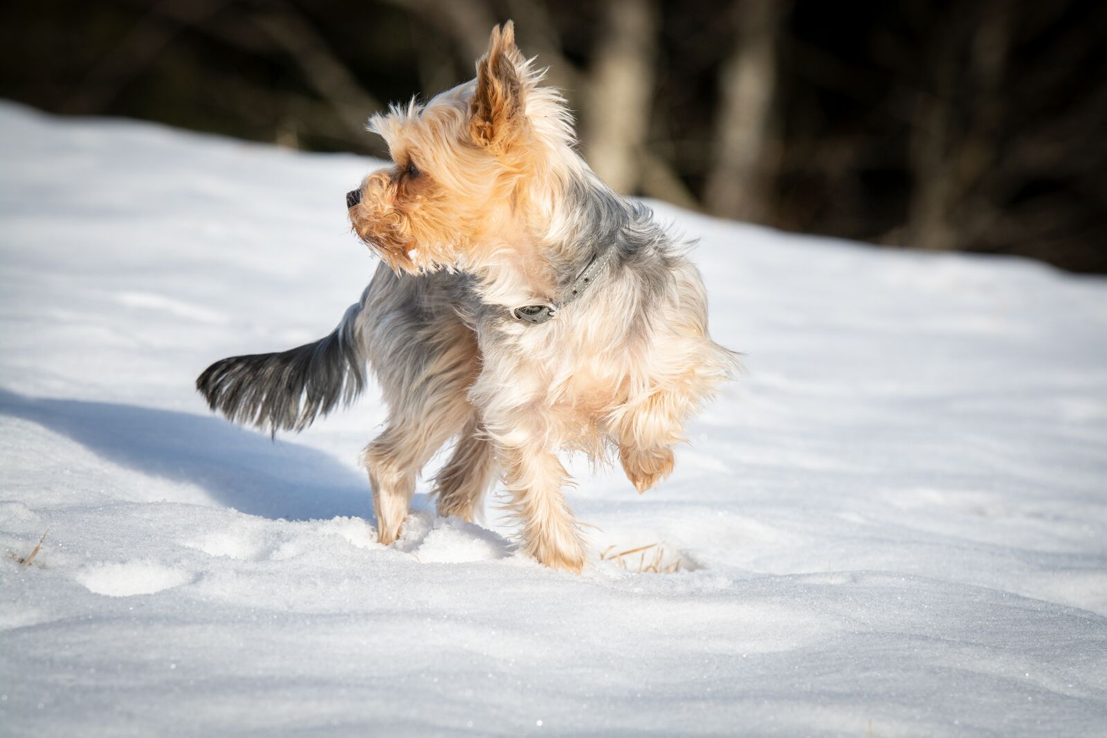 Nikon D7100 sample photo. Dog, small, winter photography