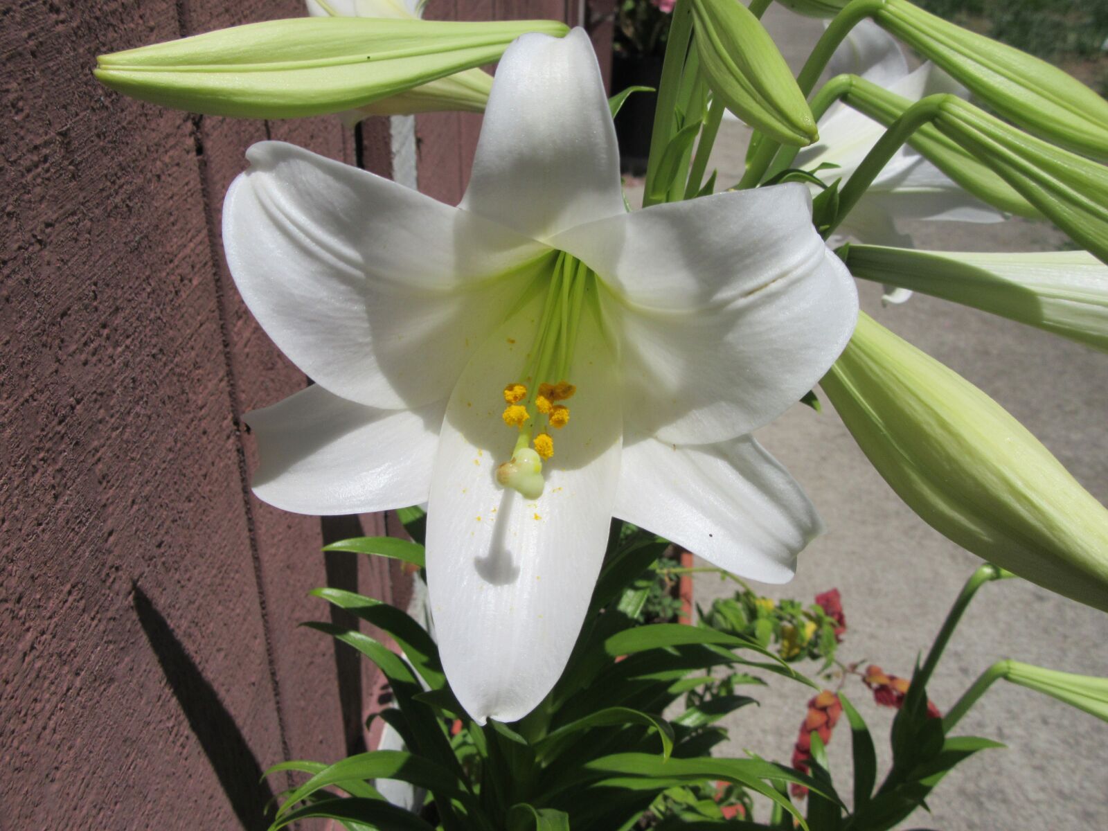 Canon PowerShot SX610 HS sample photo. White blossom, white lily photography