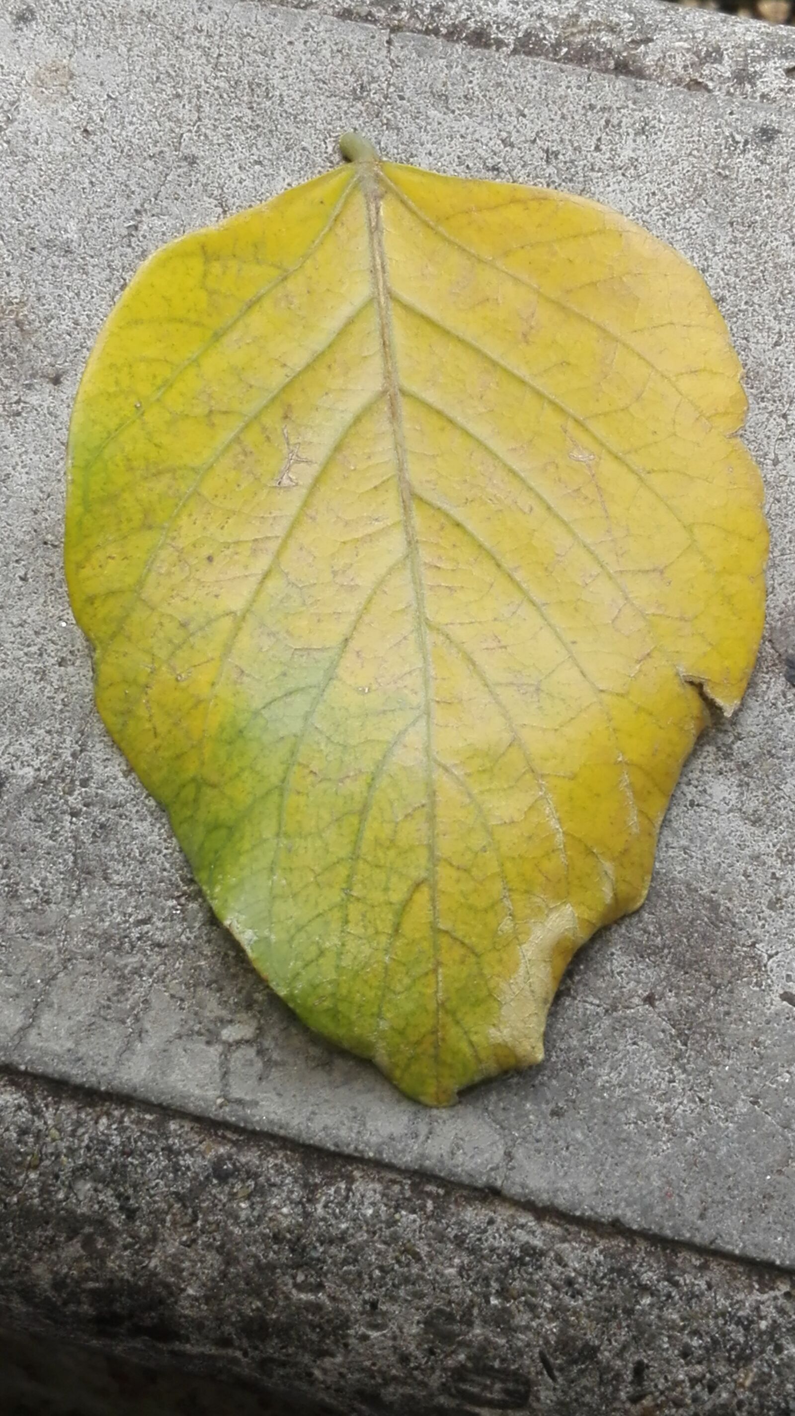 HUAWEI P8 Lite sample photo. Leaves, nature, yellow sheet photography