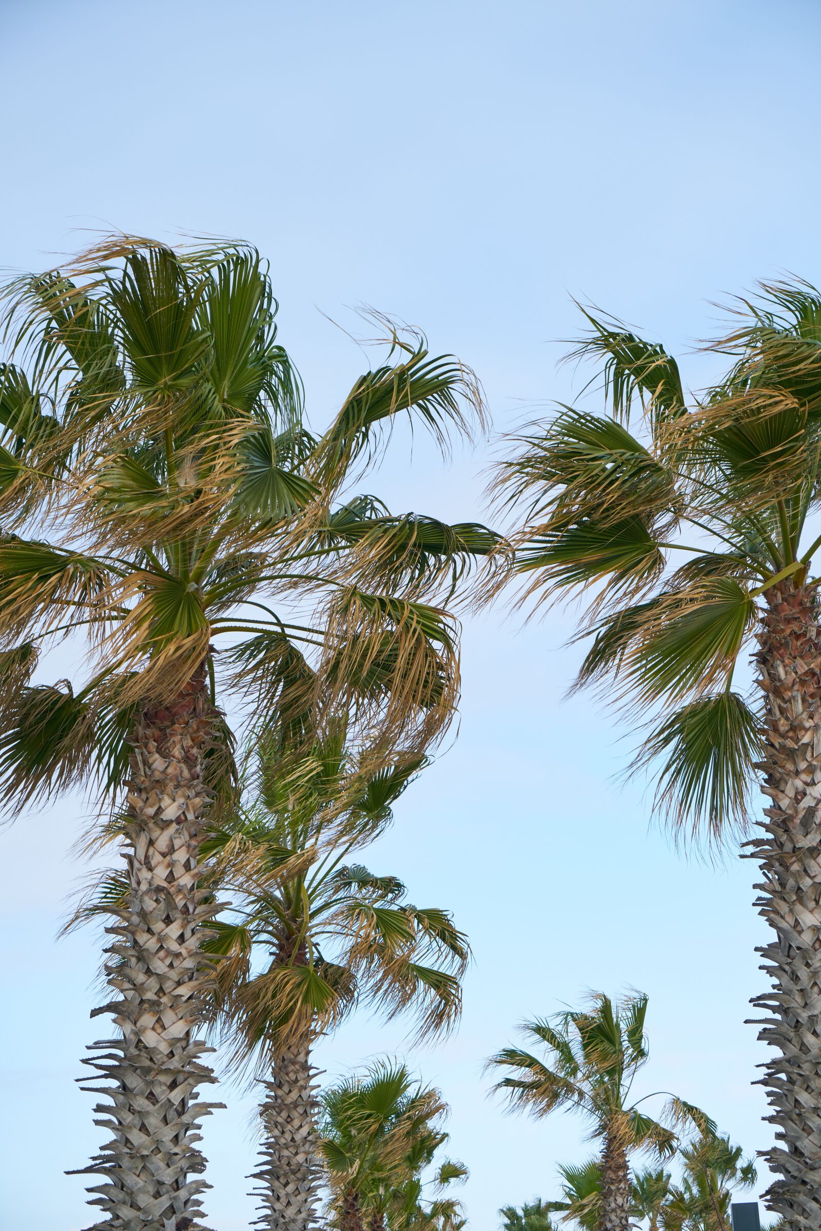 Sony a7R II sample photo. Palm, tropical, holiday photography