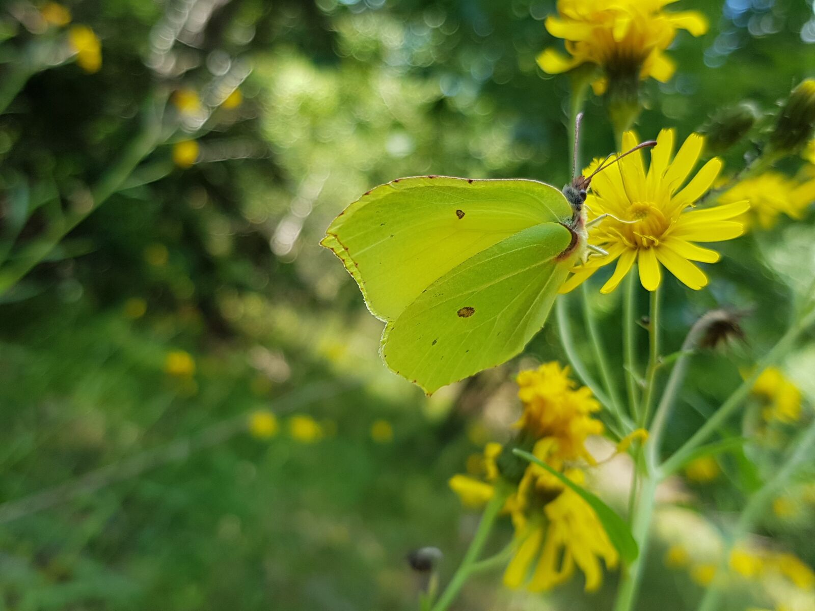 Samsung Galaxy S8+ sample photo. Citronfjäril, butterfly, yellow photography