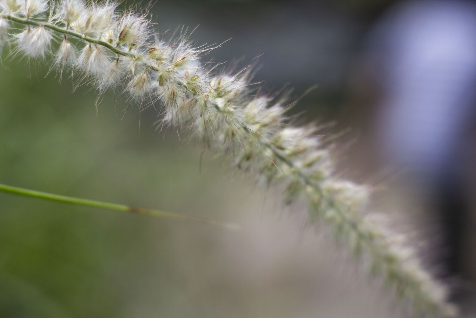 YN50mm f/1.8 II sample photo. White, green, plant photography