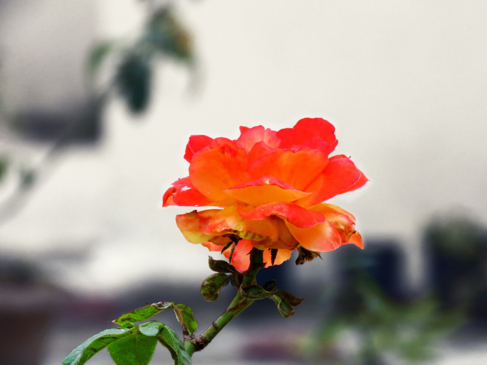 Canon PowerShot SX60 HS sample photo. Pink rose, rose, flower photography