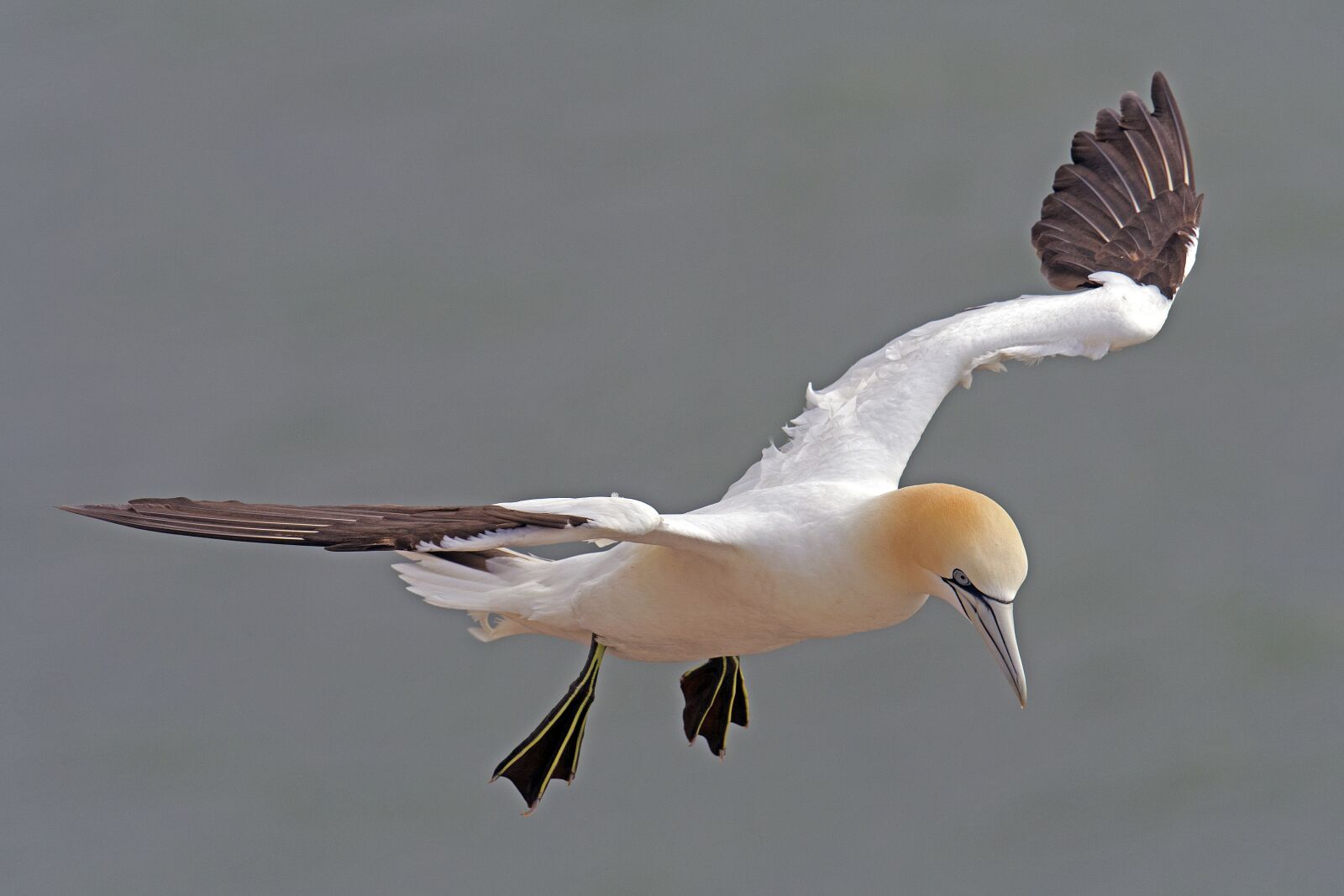 Nikon D500 sample photo. Northern gannet, helgoland, morus photography