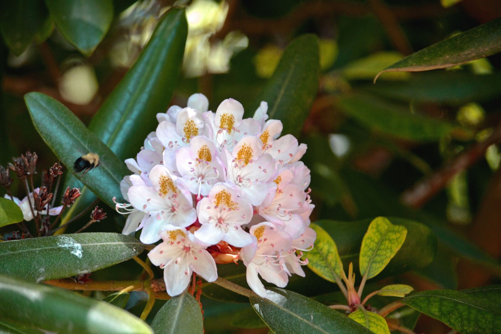 Nikon D3100 sample photo. Bee, spring, flower photography