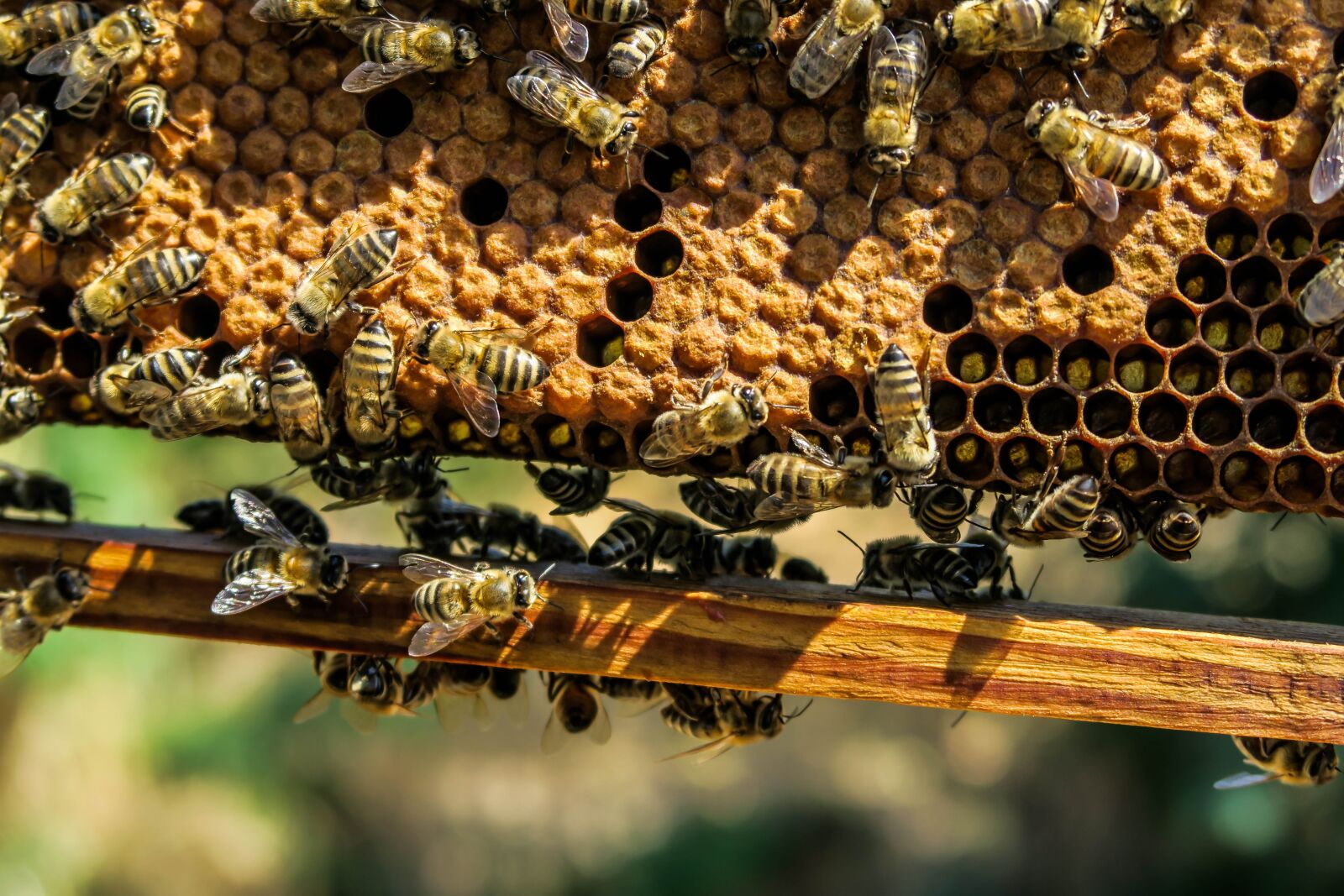 Canon PowerShot G7 X sample photo. Apiary, bee, beehive photography