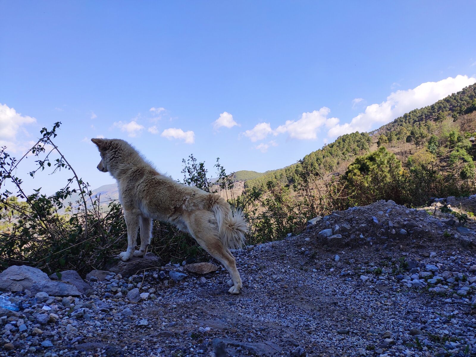 Xiaomi Redmi Note 7 Pro sample photo. Heaven, dog, mountain photography