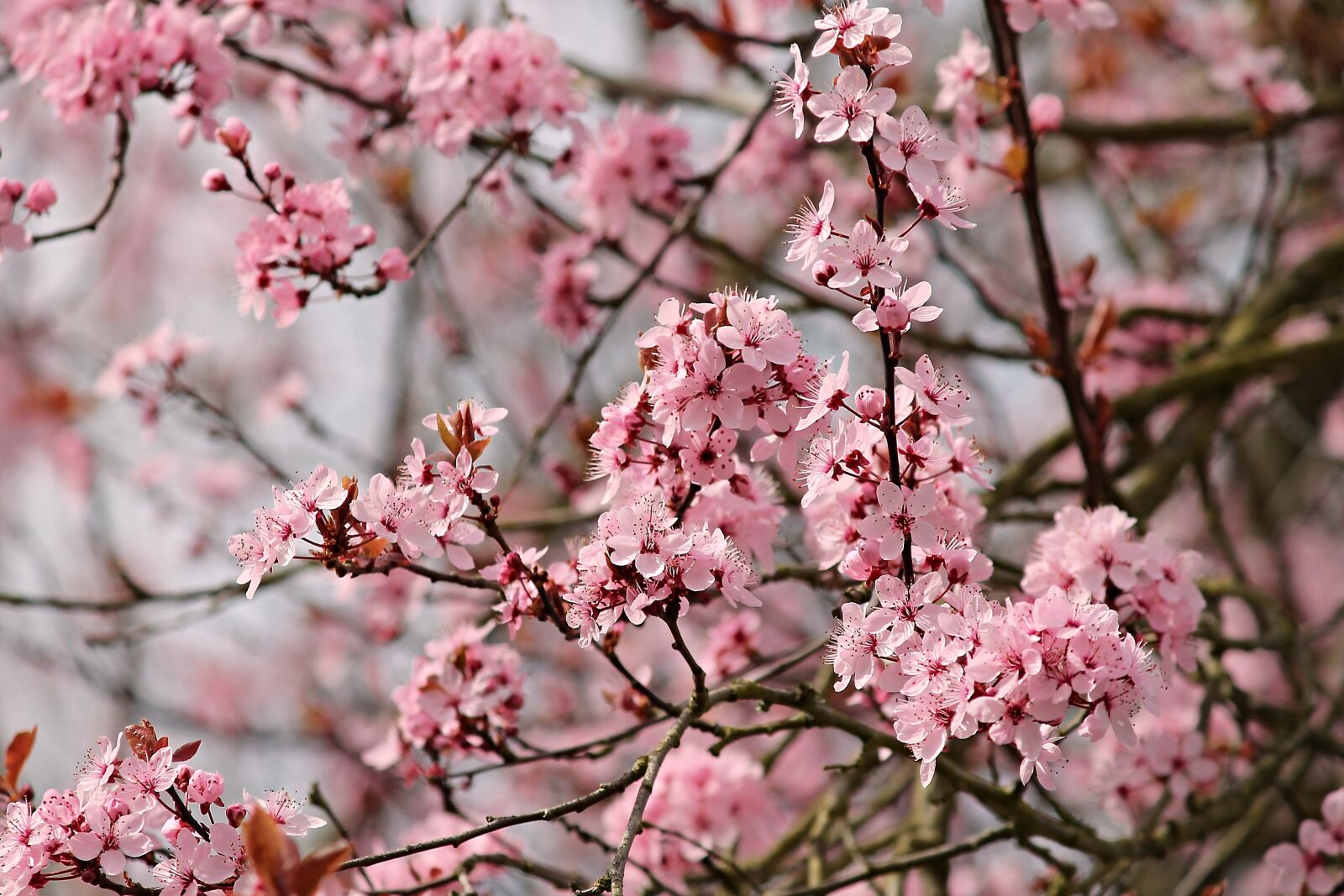 Canon EOS 1100D (EOS Rebel T3 / EOS Kiss X50) sample photo. Almond tree, mandelbaeumchen, flowers photography