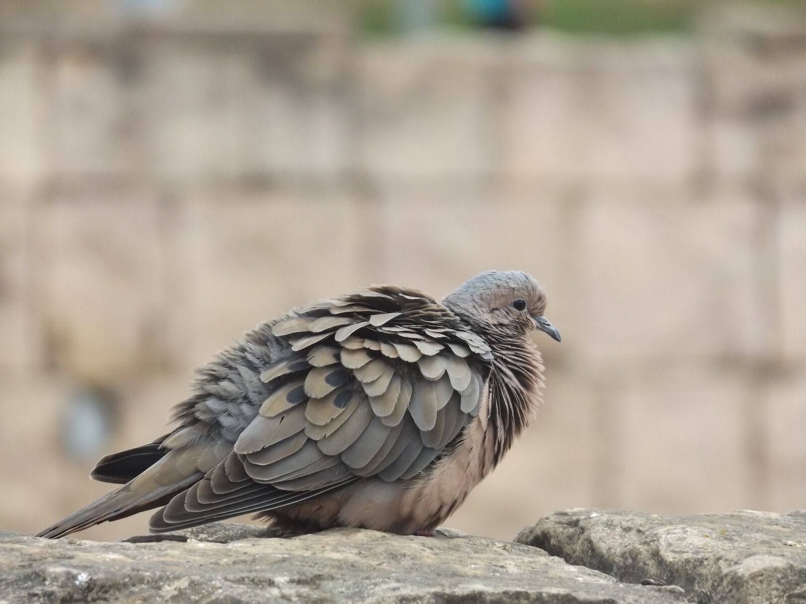 Fujifilm FinePix S8600 sample photo. Bird, paloma, nature photography