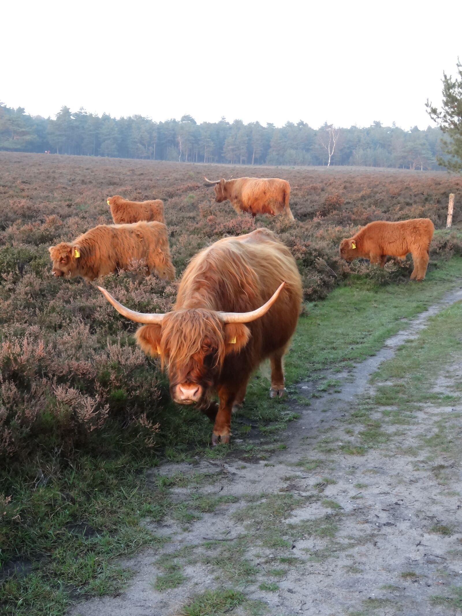 Sony Cyber-shot DSC-HX20V sample photo. Scottish highlanders, cow, beef photography