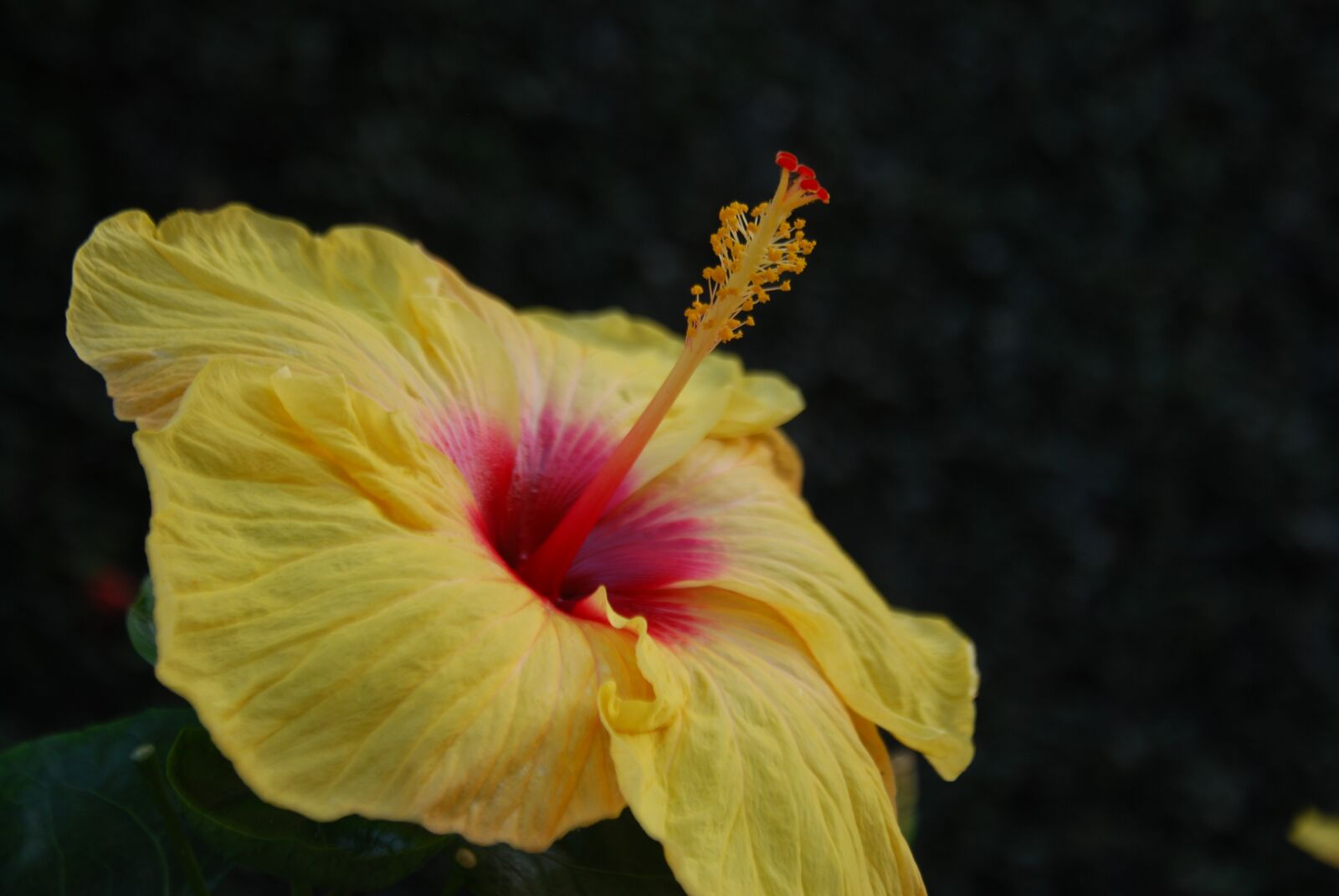 Nikon D40X sample photo. Flower, yellow, garden photography