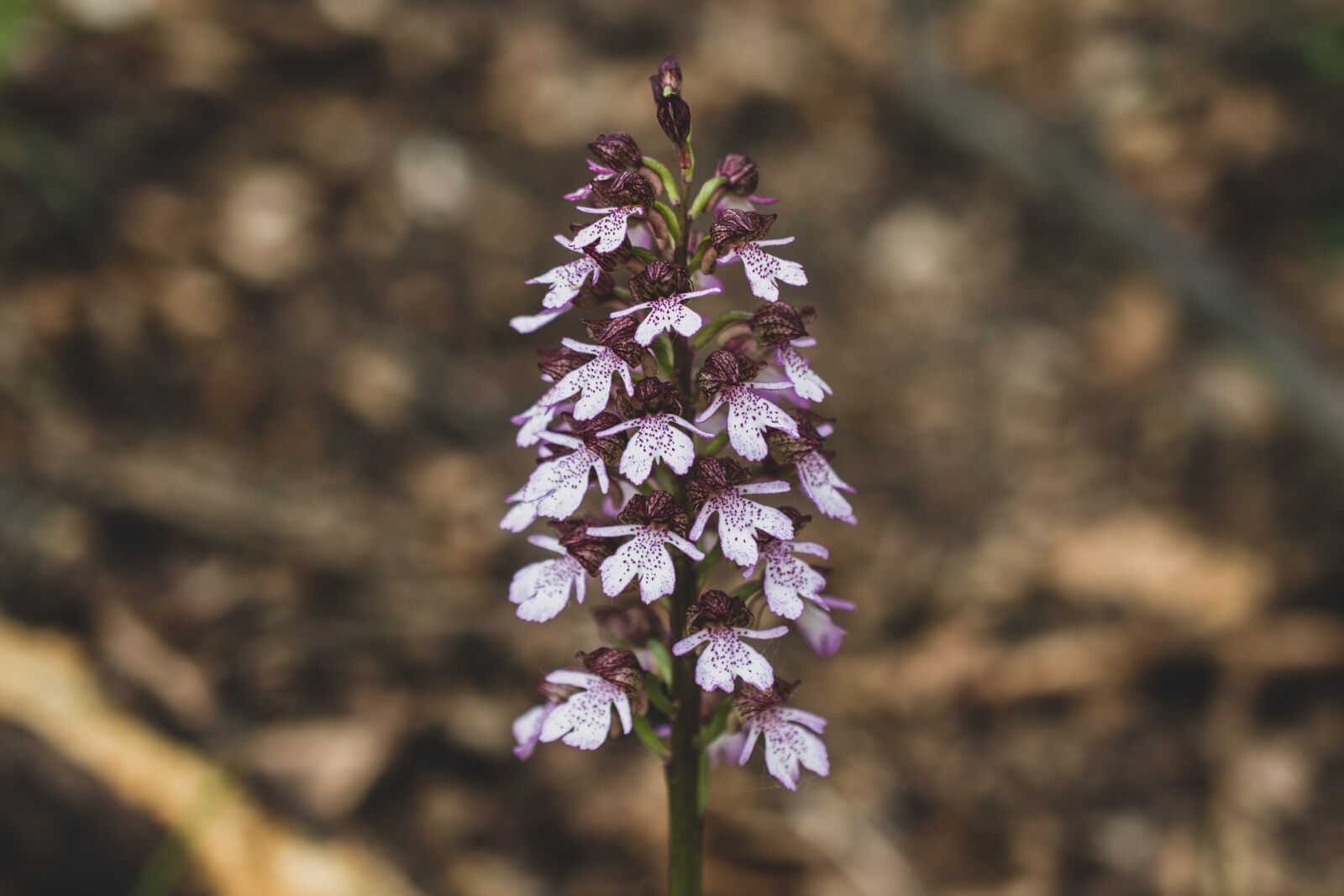 Nikon D7200 sample photo. Orchid purple, orchid, flower photography