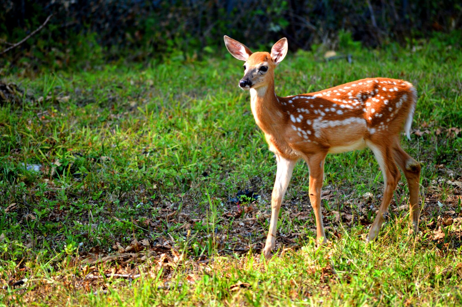 Nikon D3200 sample photo. Deer, floral deer, animal photography