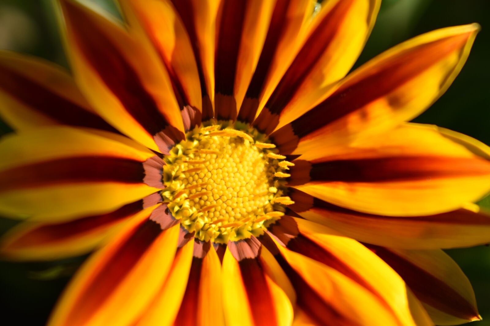 Nikon D5600 sample photo. Gerbera, flower, petals photography