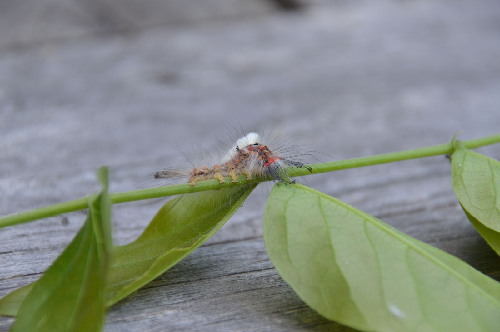 Nikon D3200 sample photo. Insect, caterpillar, nature photography