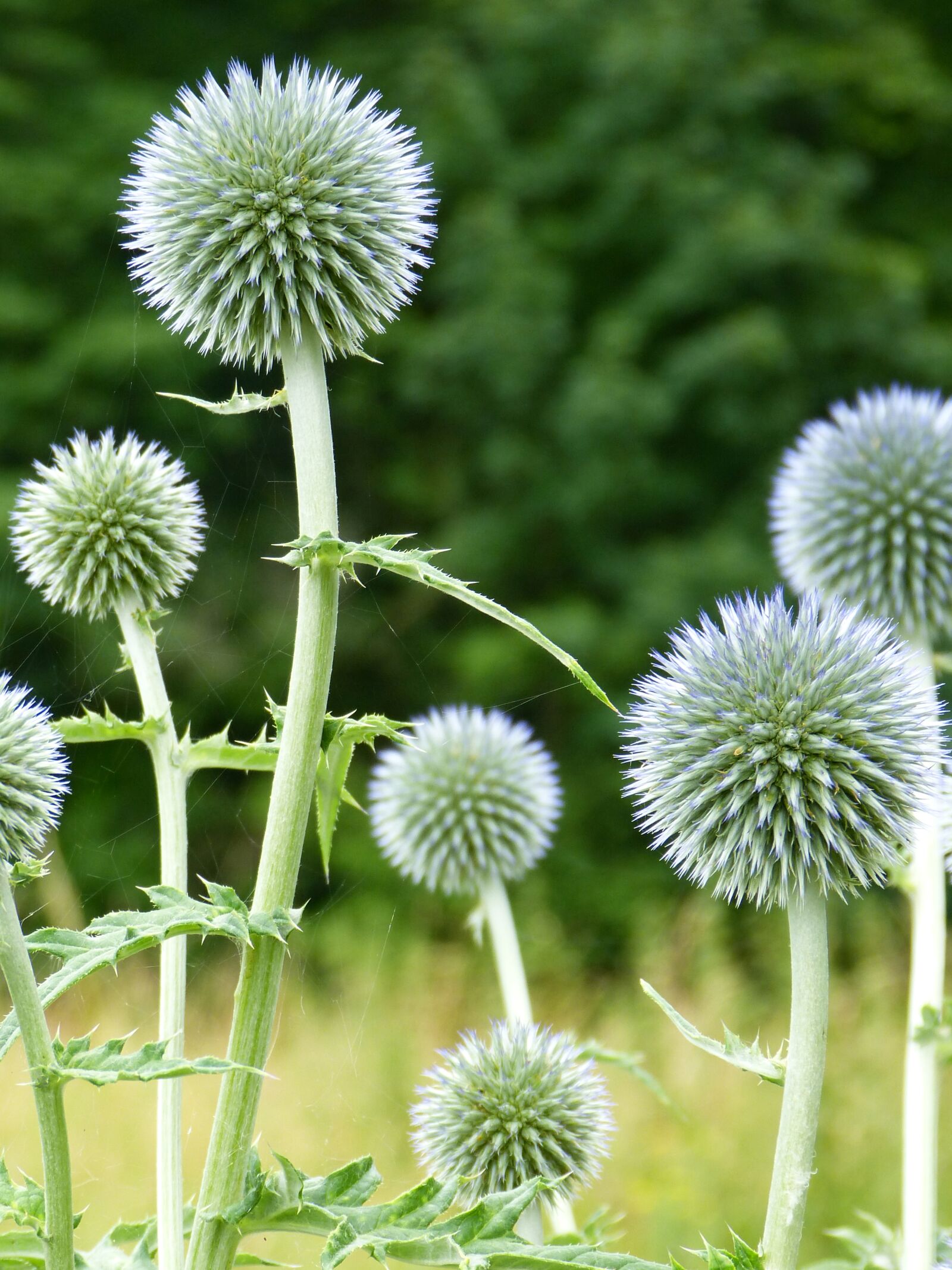 Panasonic Lumix DMC-FZ150 sample photo. Globe thistle, bizarre, edeldistel photography