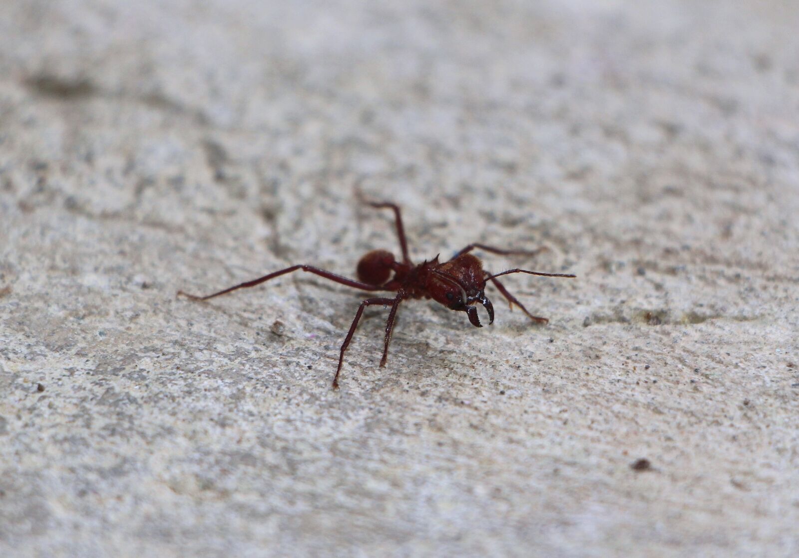 Canon EOS 100D (EOS Rebel SL1 / EOS Kiss X7) sample photo. Ant, insect, close up photography