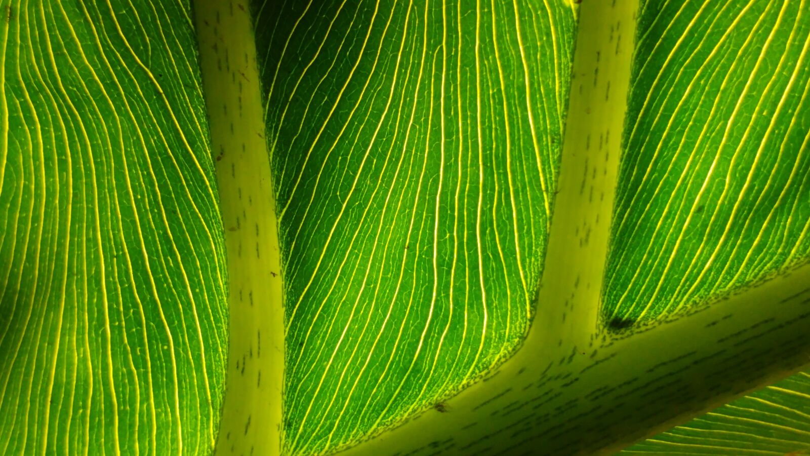 LG G5 sample photo. Green leaf, leaves, mesopodium photography