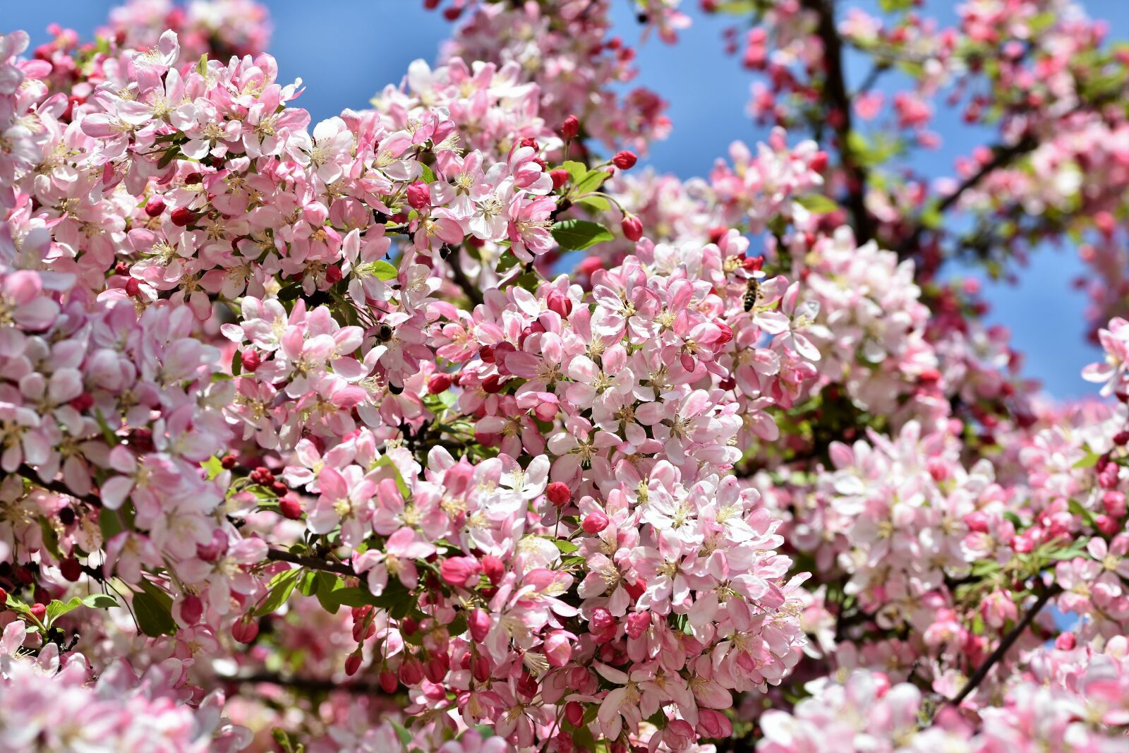 Nikon D7200 sample photo. Ornamental apple tree, flowers photography