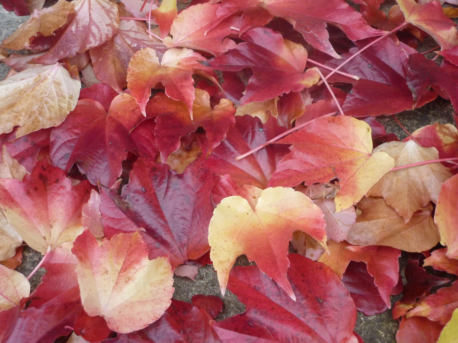 Panasonic DMC-FS62 sample photo. Autumnal, coloration, foliage photography