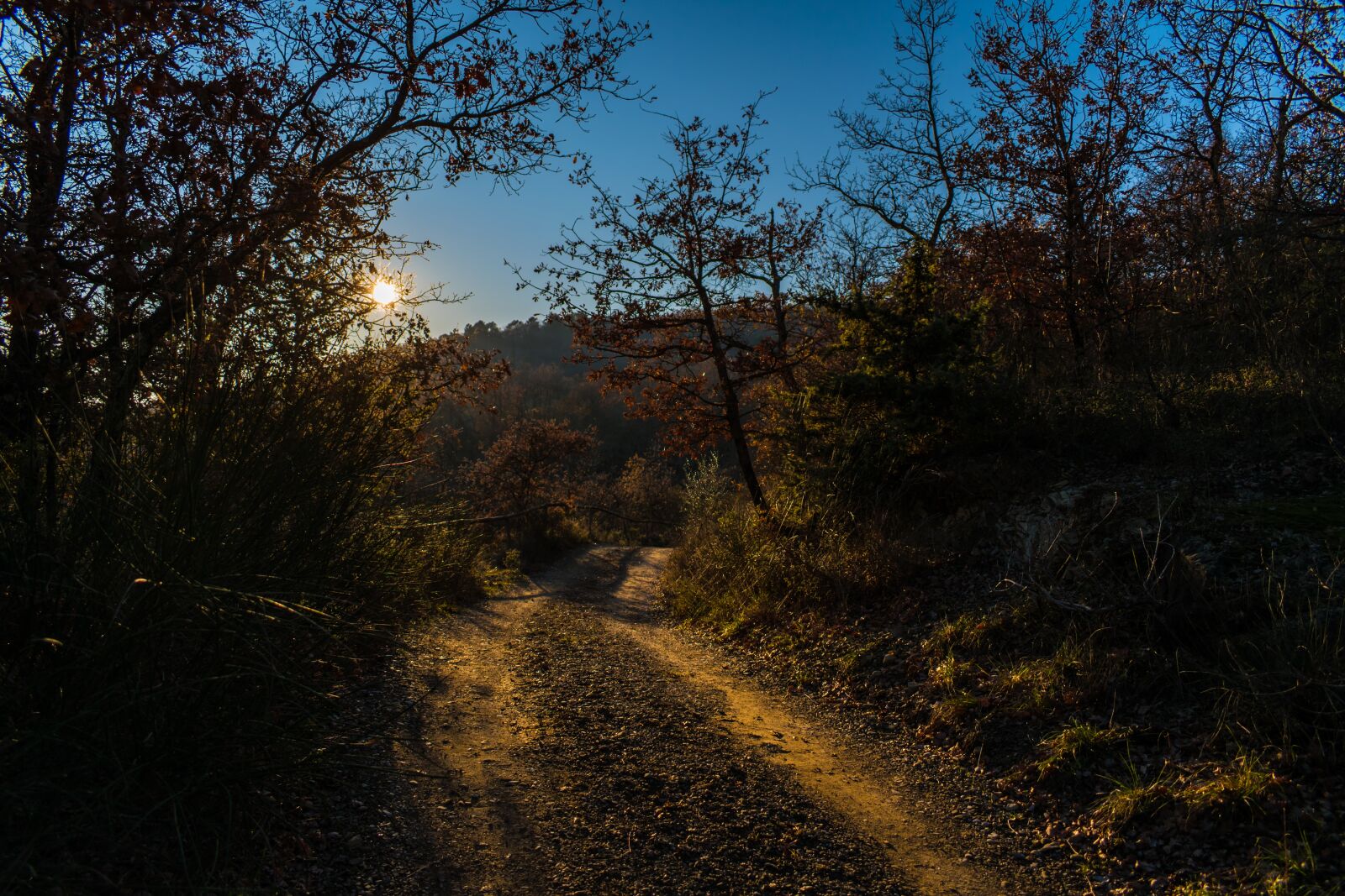 Nikon D5600 sample photo. Path, sunlight, trees photography